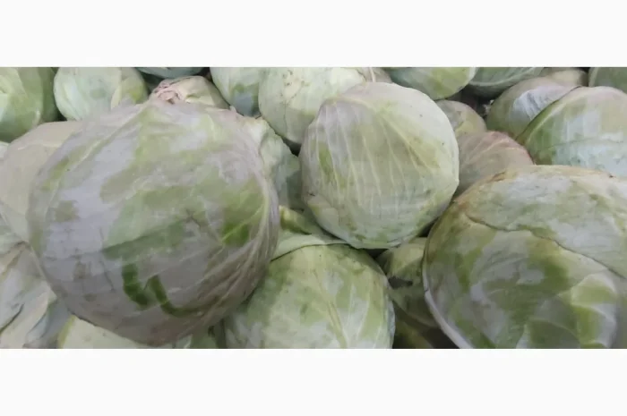 Капуста без хвороб та шкідників- фото № 2
