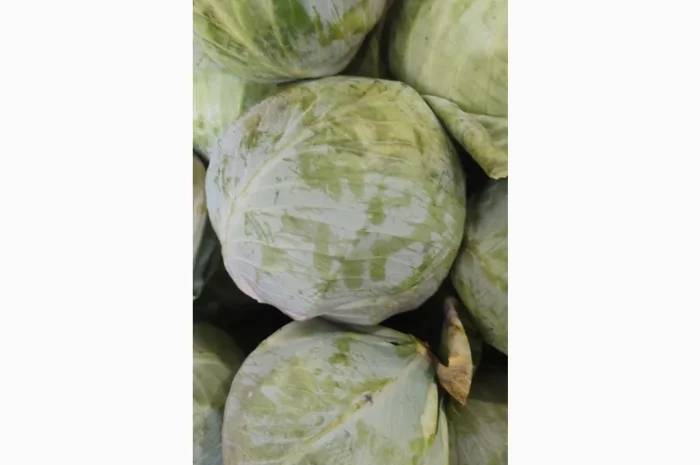 Капуста без хвороб та шкідників- фото № 3