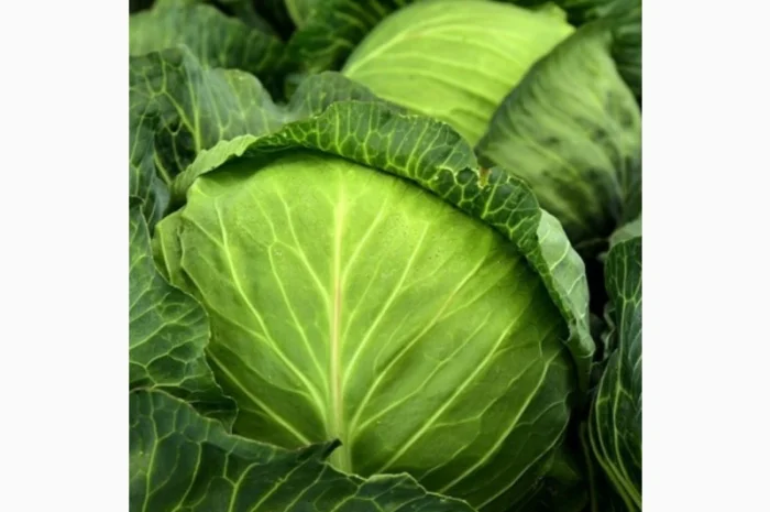 Покупка капусти оптом від 20 тонн- фото № 1