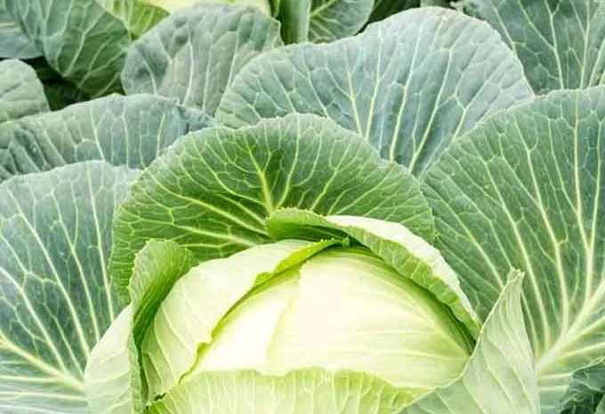 Куплю капусту оптом от 20 тонн- фото № 1