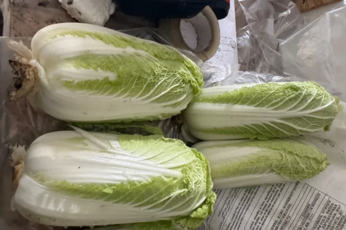 Покупка пекинської капусти оптом- фото № 1