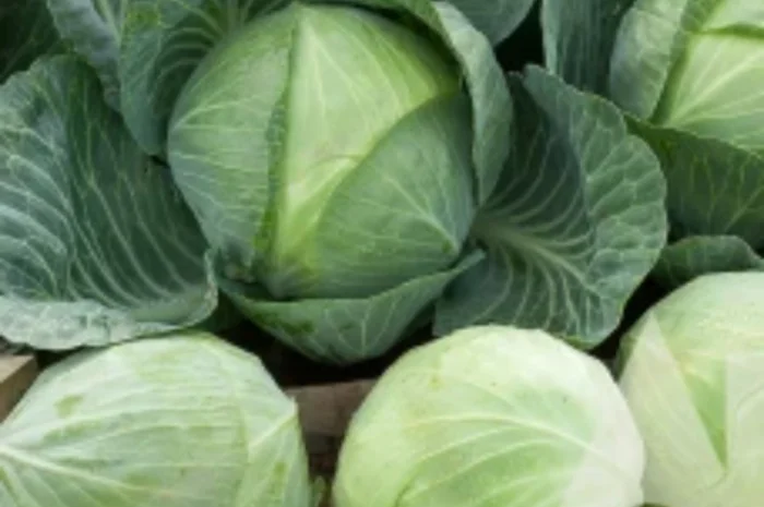 Продаю Капусту білоголову різних сортів- фото № 1