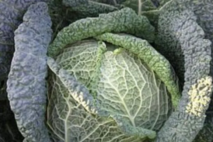 Капуста Савойская сорта Madlene на продажу- фото № 1