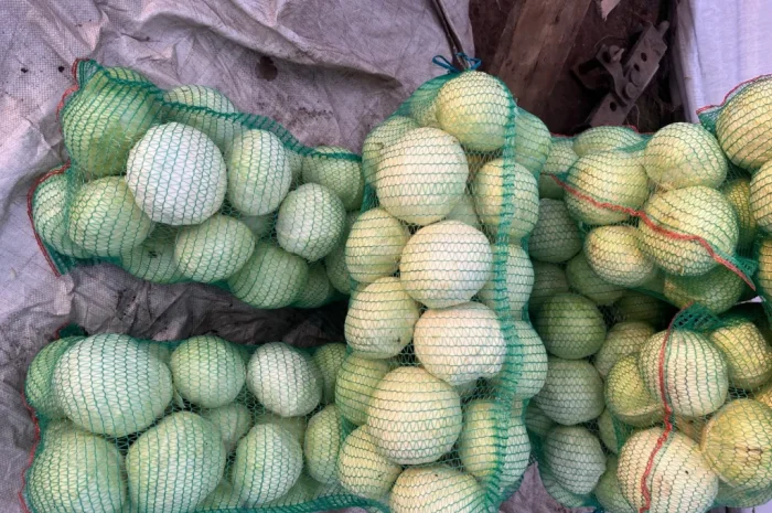 Капуста хорошего качества- фото № 2