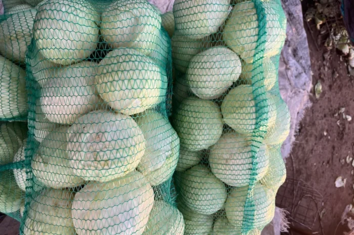 Капуста хорошего качества- фото № 3