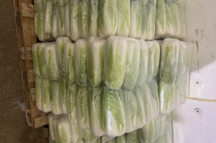 Продаю пекінську капусту оптом- фото № 1