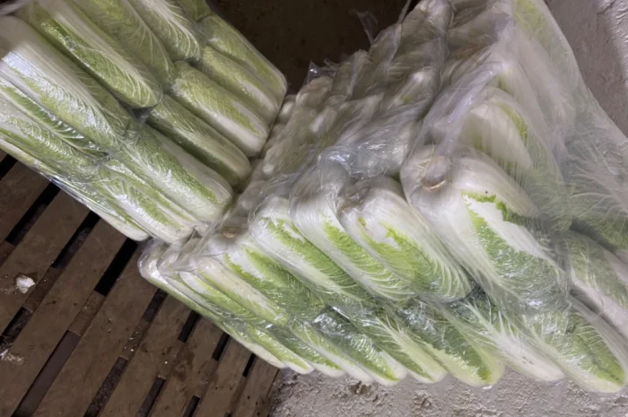 Продаю пекінську капусту оптом- фото № 2