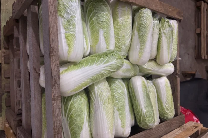 Продаю пекінську капусту оптом- фото № 4