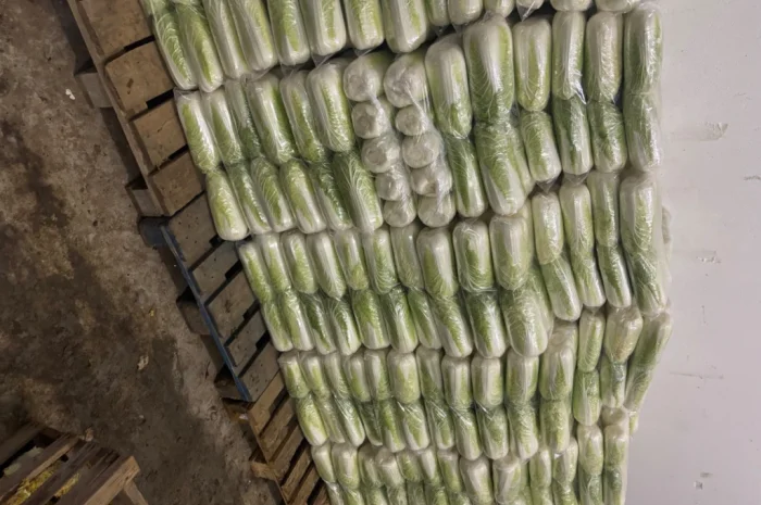 Продаю пекінську капусту оптом- фото № 5