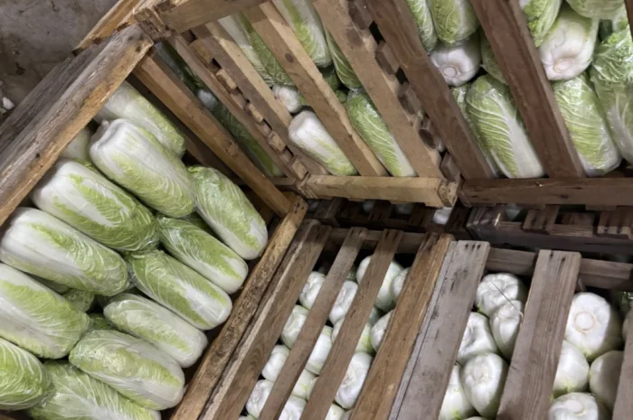 Продаю пекінську капусту оптом- фото № 6