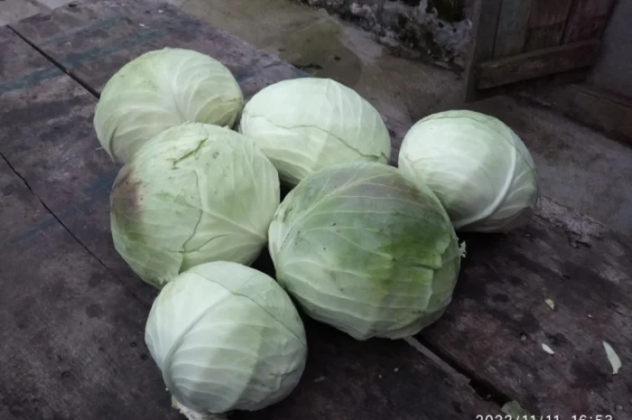 Капуста Агресор на продаж- фото № 1