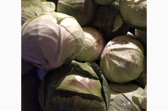 Капуста Агресор на продаж- фото № 2