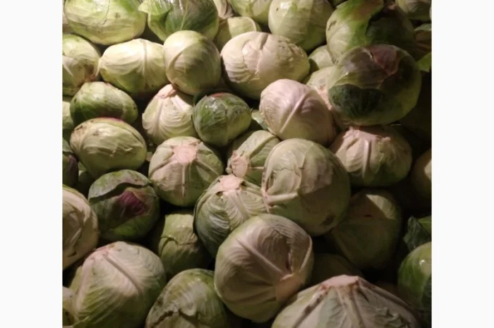 Капуста Агресор на продаж- фото № 3