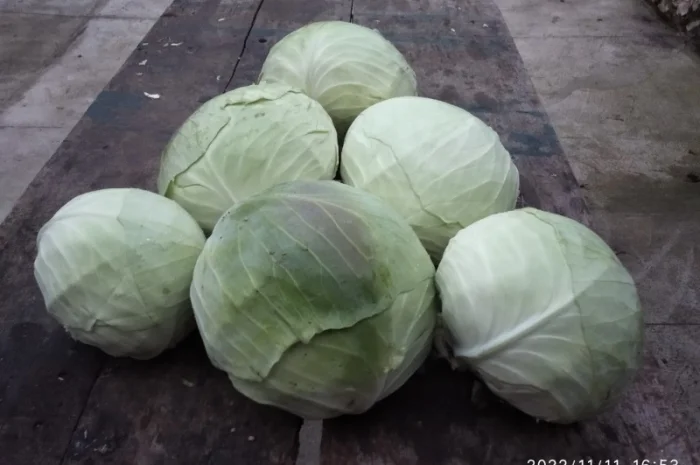 Капуста Агресор на продаж- фото № 4