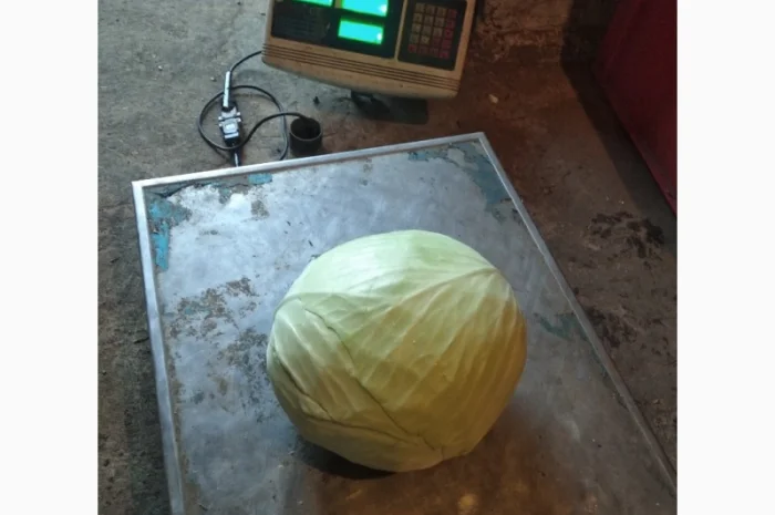 Капуста Агресор на продаж- фото № 5