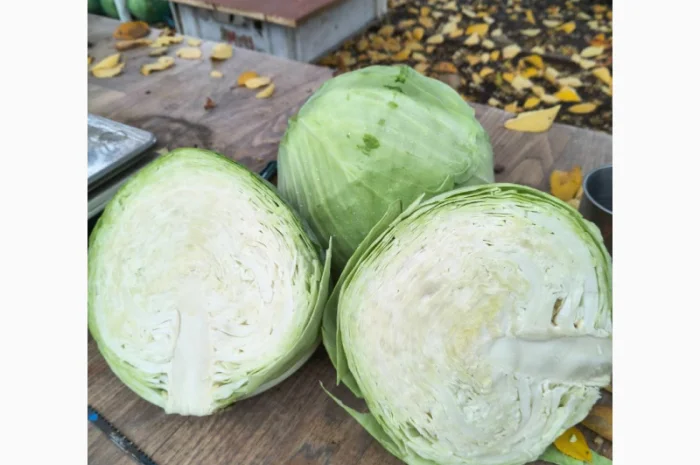 Капуста Агресор оптом по 5 грн/кг- фото № 1