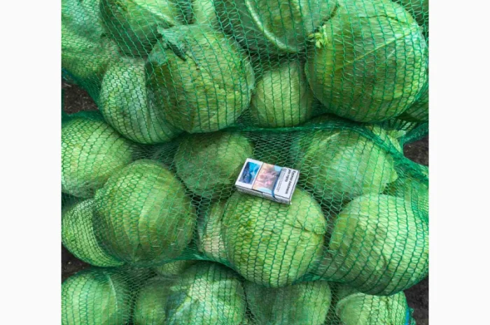 Капуста Агресор оптом по 5 грн/кг- фото № 2