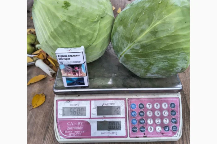 Капуста Агресор оптом по 5 грн/кг- фото № 3