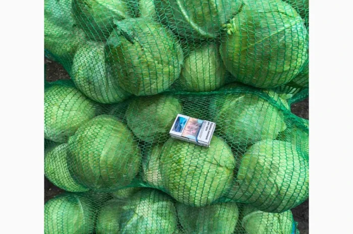 Капуста Агресор 20т на продаж- фото № 2