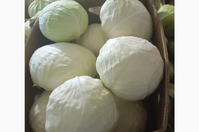 Капуста на продаж 1.5+- фото № 1