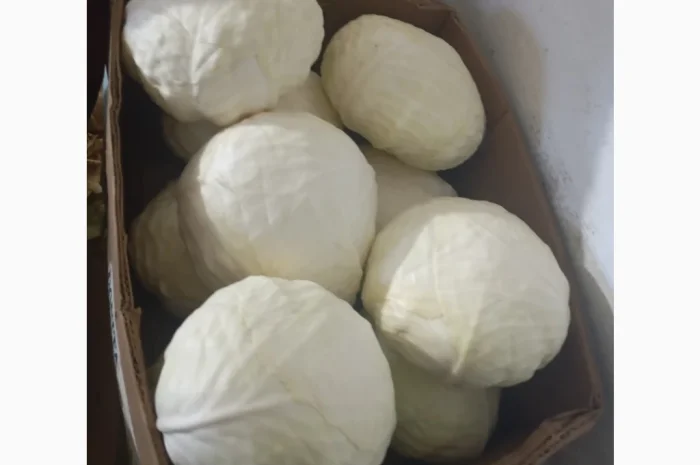 Капуста на продаж 1.5+- фото № 2