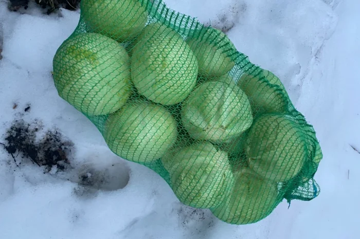 Капуста білокачанна на продажу- фото № 1