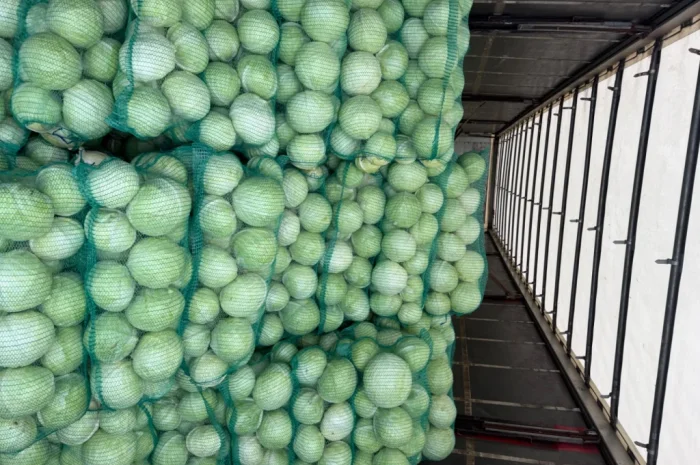 Якісна зимова капуста на продаж- фото № 1