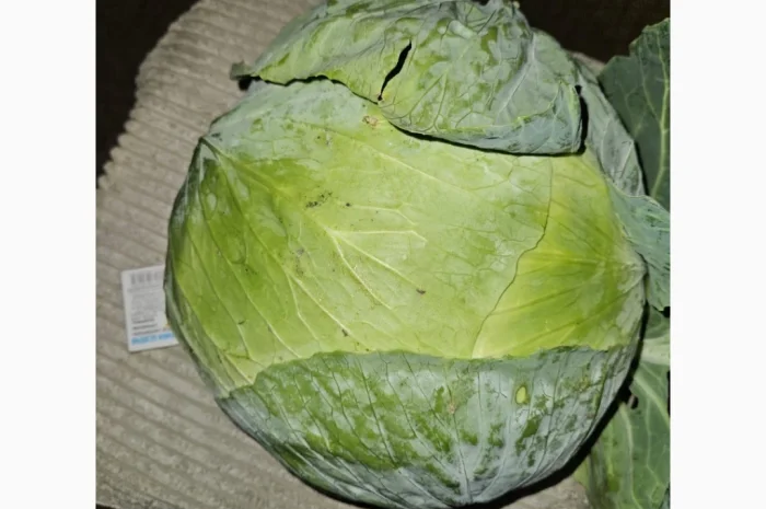 Капуста Центуріон на продажу- фото № 1