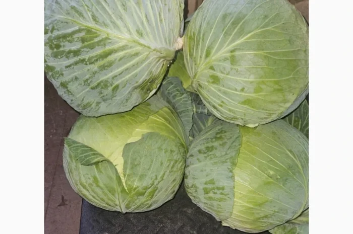 Капуста Центуріон на продажу- фото № 2