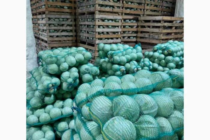 Капуста сорту Зенон на продаж- фото № 2