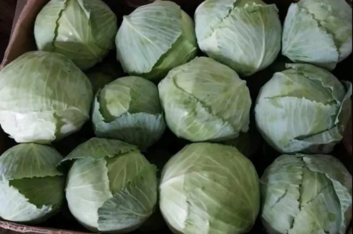 Продаю Пекінську капусту Бронко- фото № 3