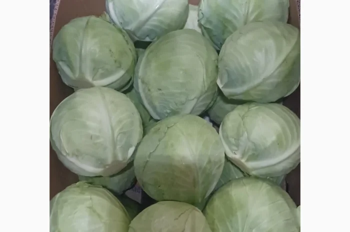 Продаю Пекінську капусту Бронко- фото № 4
