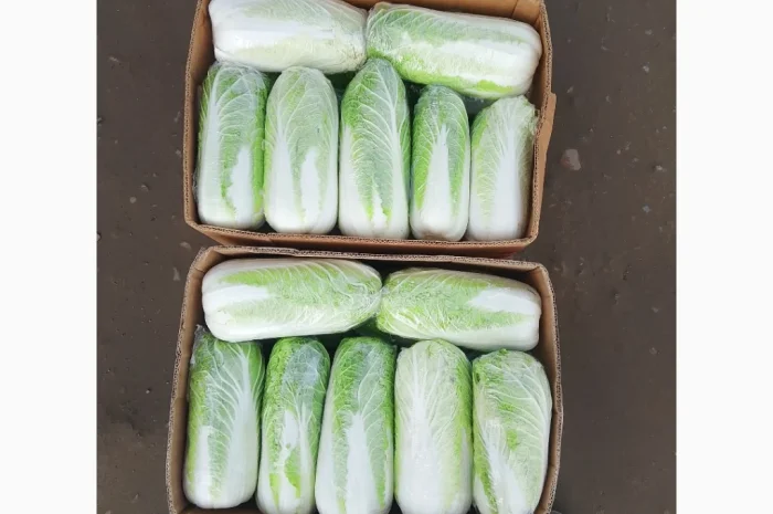 Продаю Пекінську капусту Бронко- фото № 5