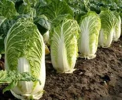 Закупівля пекінської капусти оптом від 10 тонн- фото № 1