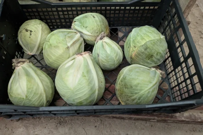 Капуста на продажу- фото № 2