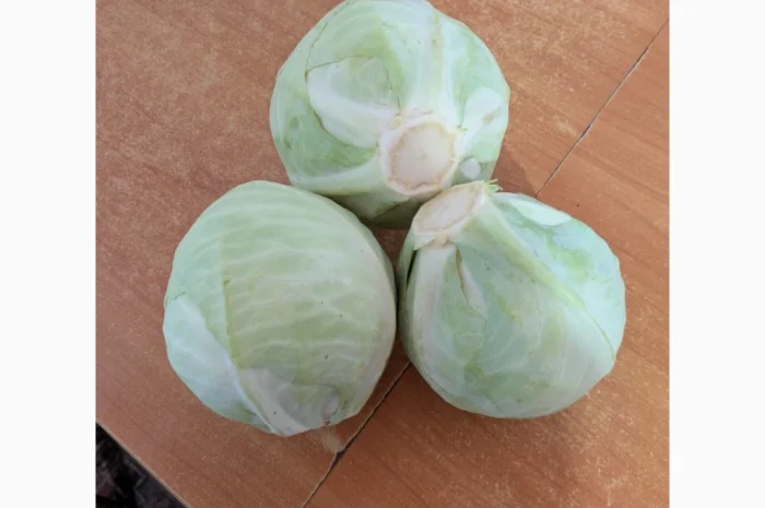 Капуста на продажу- фото № 3