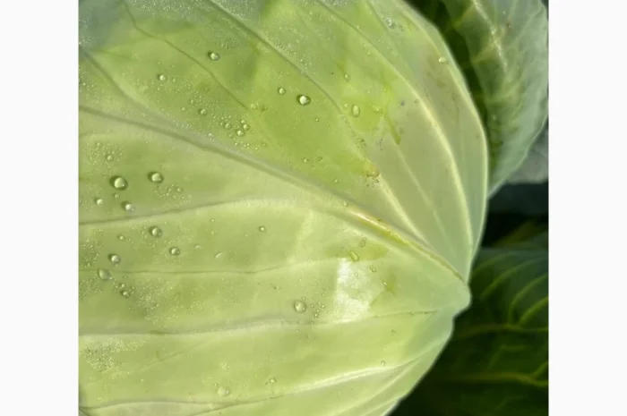 Продаж капусти сорту Агресор- фото № 1