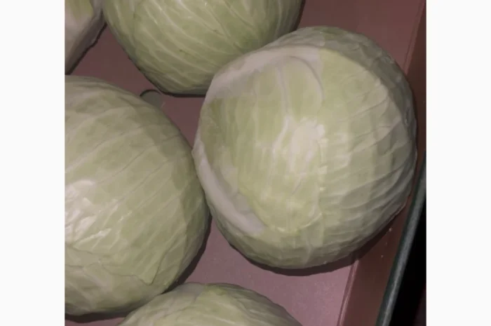 Продаж капусти сорту Агресор- фото № 2