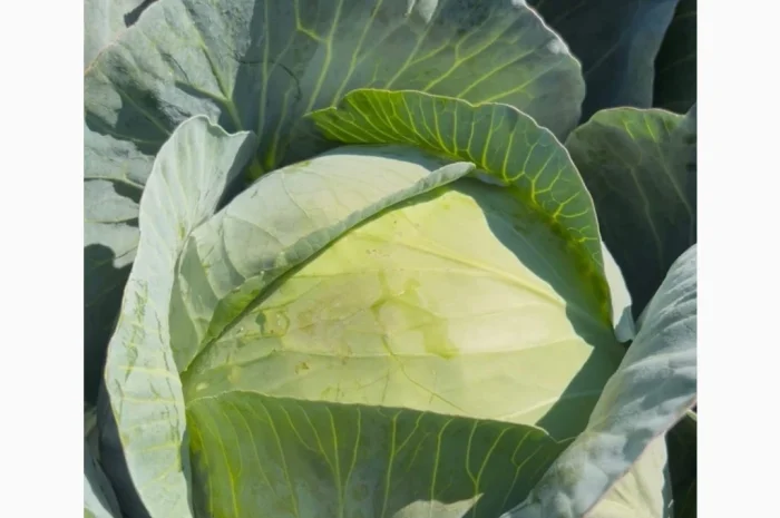 Продаж капусти сорту Агресор- фото № 3