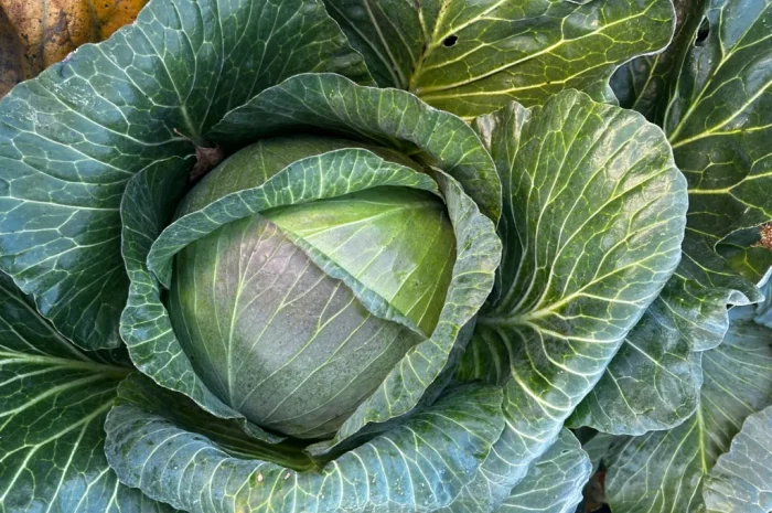 Продаж капусти Агресор- фото № 1