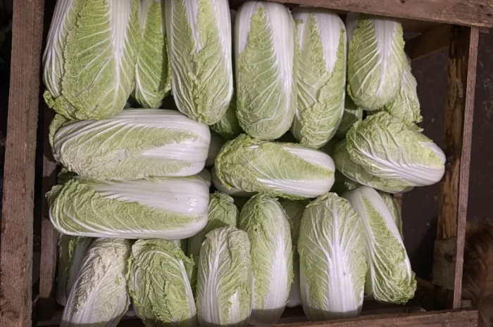 Пекінська капуста на продаж- фото № 1