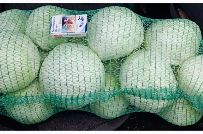 Продаю капусту сорту Анкома- фото № 1