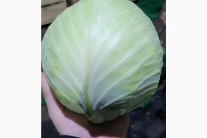 Капуста товарна на продаж- фото № 2