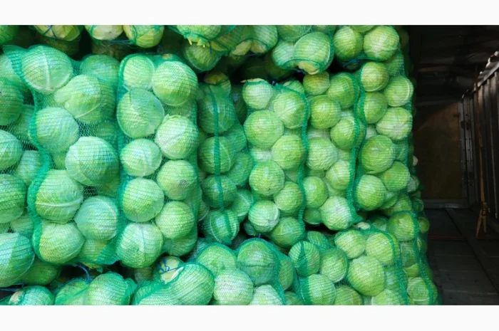 Капуста товарна на продаж- фото № 3