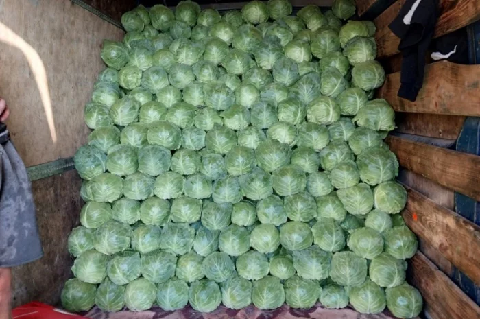 Капуста сорту Сунта на продажу- фото № 1