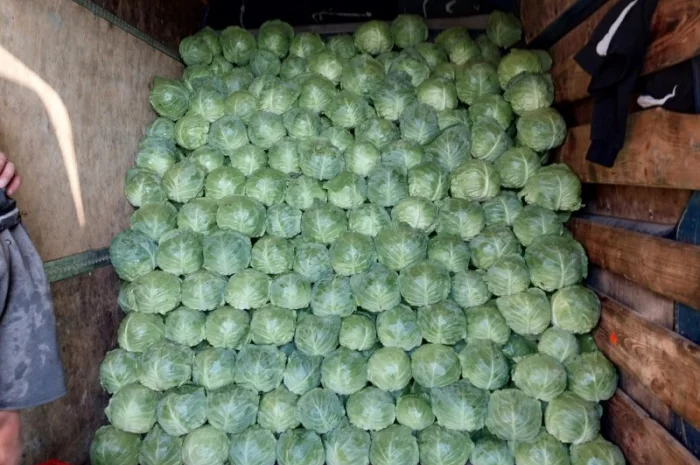 Капуста сорту Сунта на продажу- фото № 2