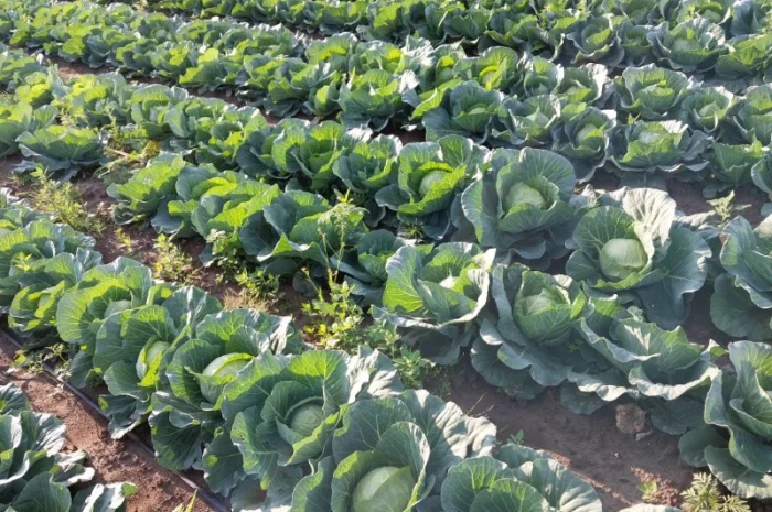 Капуста сорту Сунта на продажу- фото № 3