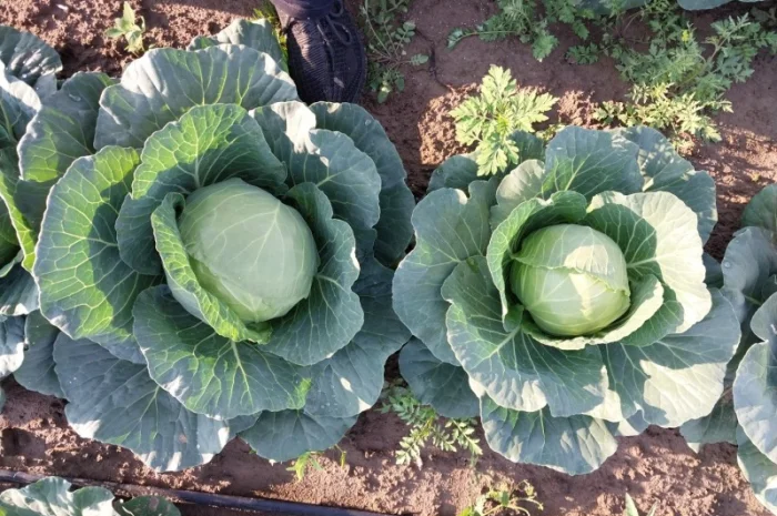 Капуста сорту Сунта на продажу- фото № 4