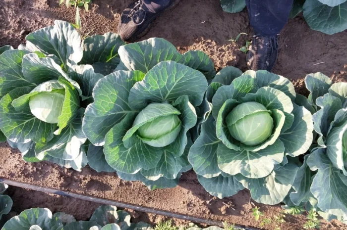 Капуста сорту Сунта на продажу- фото № 6