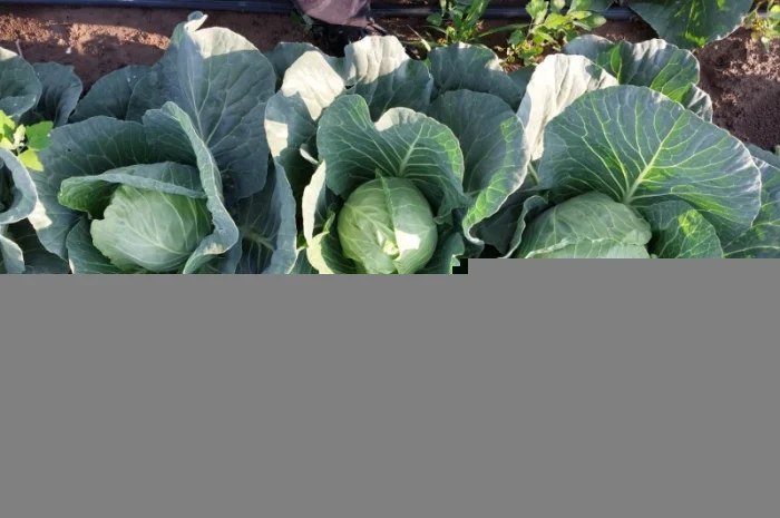 Капуста сорту Сунта на продажу- фото № 7